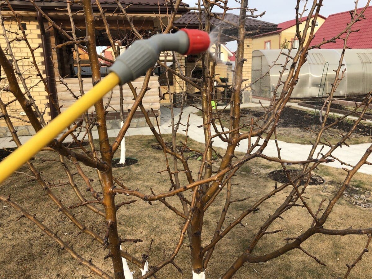 Обработка сада