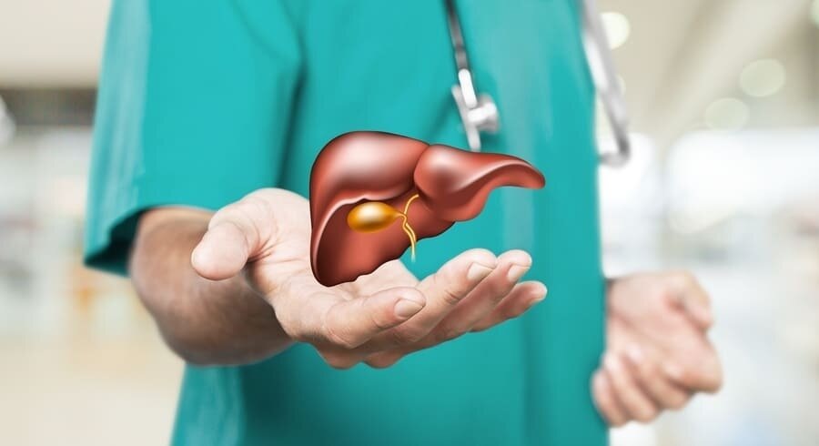 Важный орган в организме. Источник изображения: https://clck.ru/3SiUQz