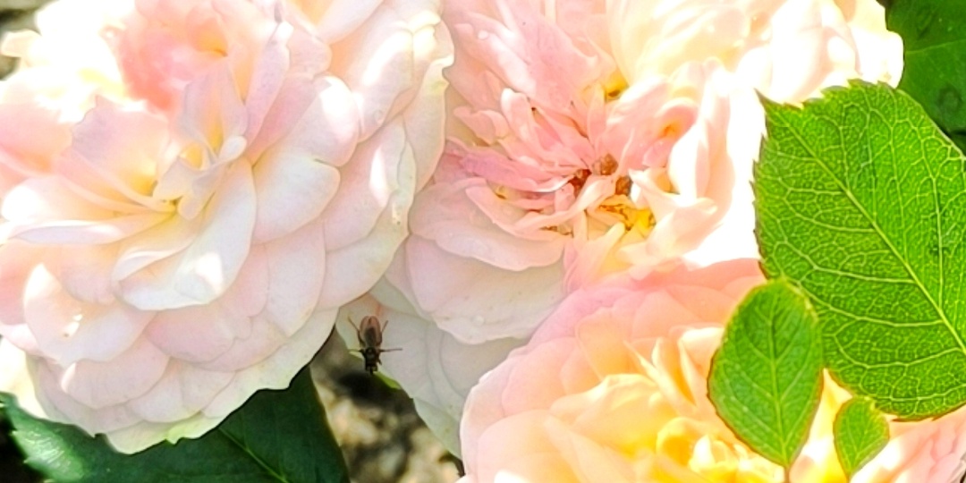 Конечно же не «Космос», но само очарование.