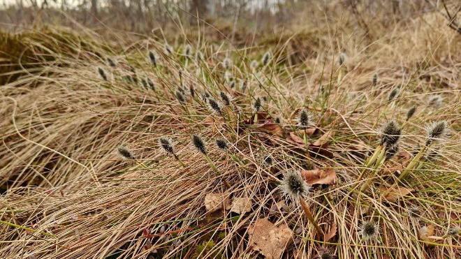 Фото: https://t.me/kazdoytvaripopare/4357