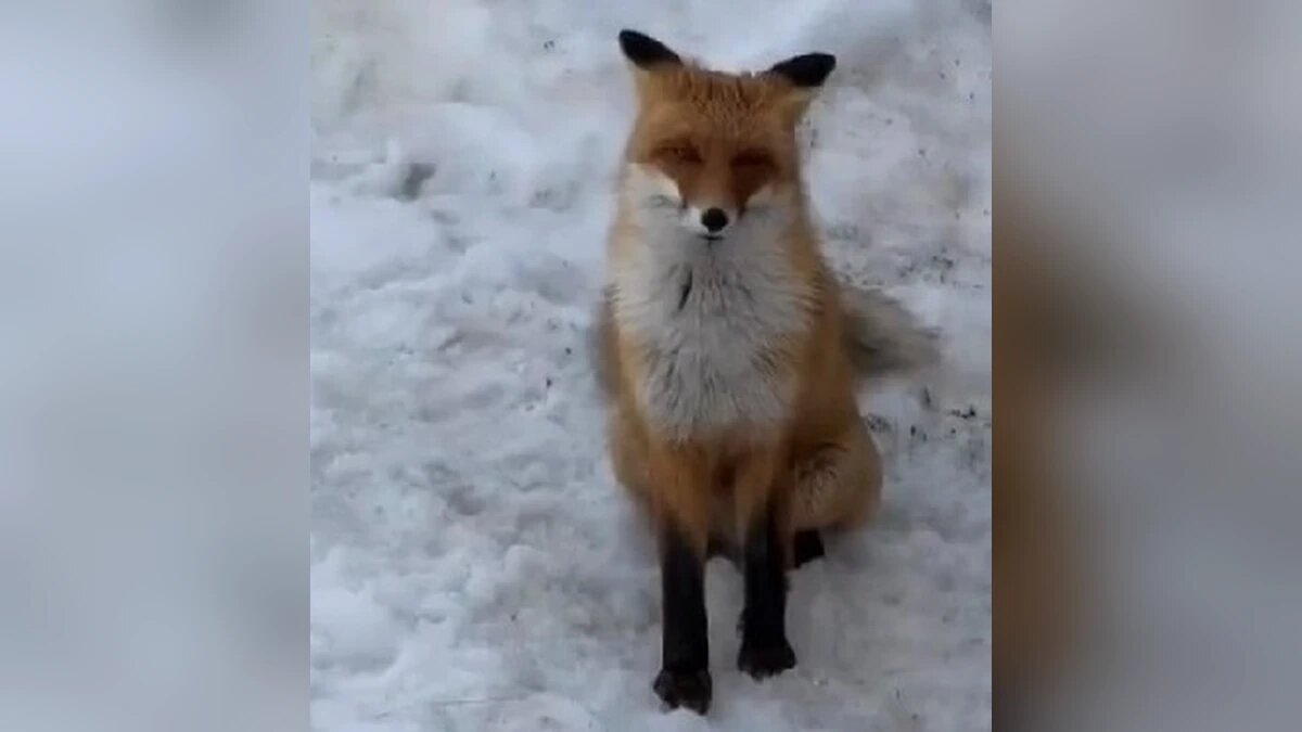    Скриншот видео t.me/sochinow