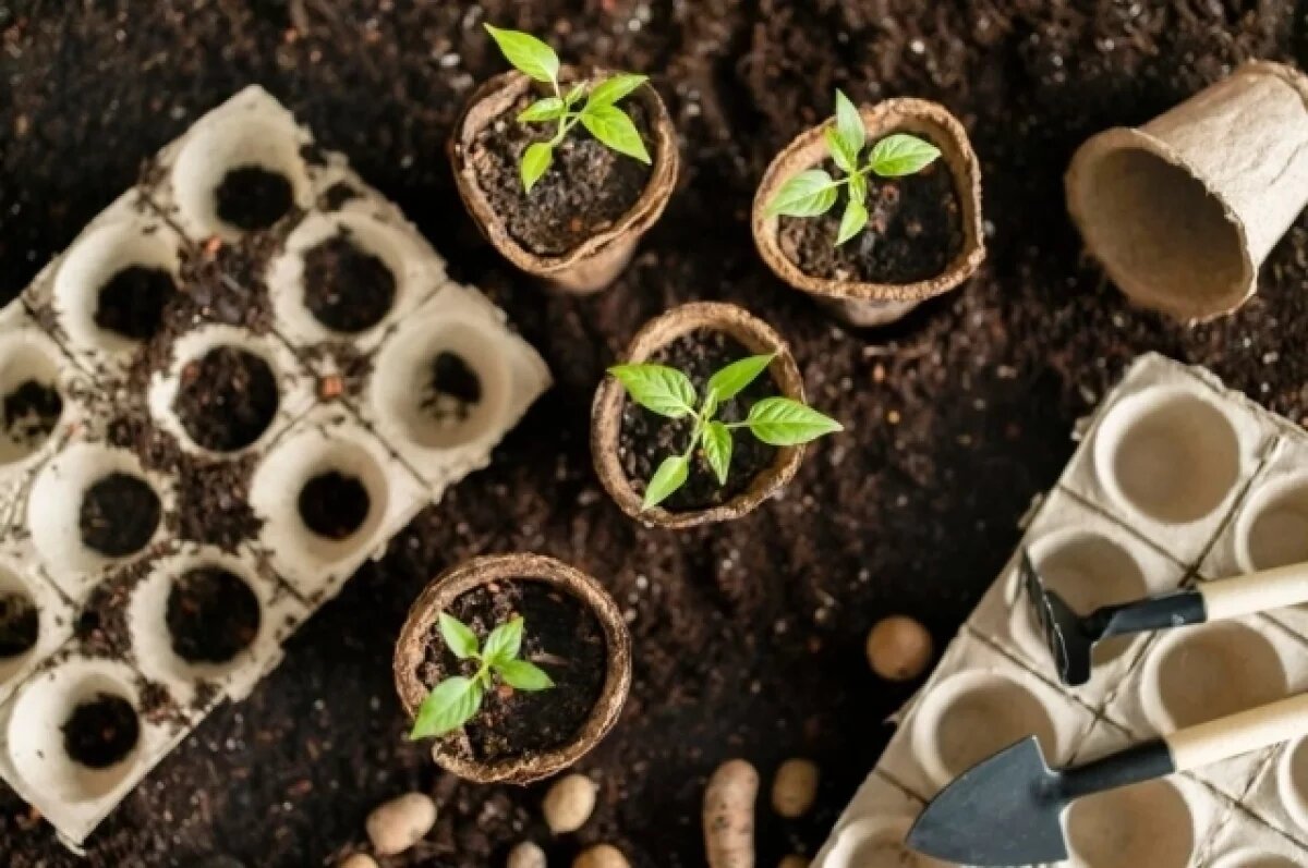    Агроном Терентьев рассказал, как бороться с белокрылкой на рассаде