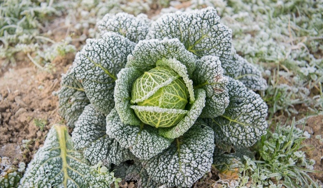    Фото: F. Grassmann, globallookpress.com