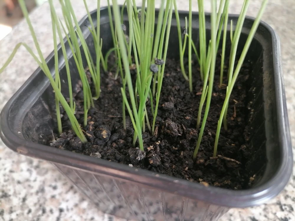 Рассада лука Эксибишен на 24 марта, начали отрастать первые настоящие листочки, пикировать рано, фото автора