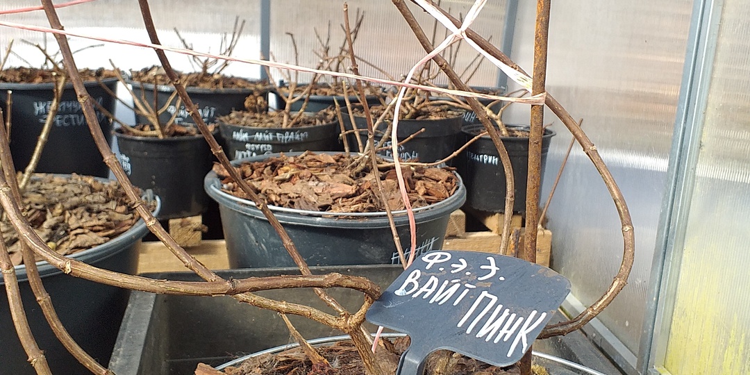 Ну что, весна?..