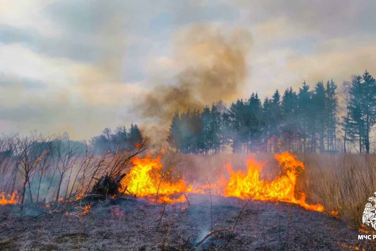    Фото: МЧС России