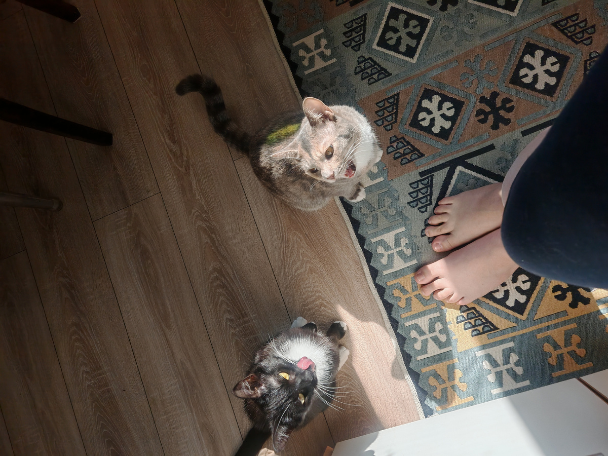 Две оккупантки