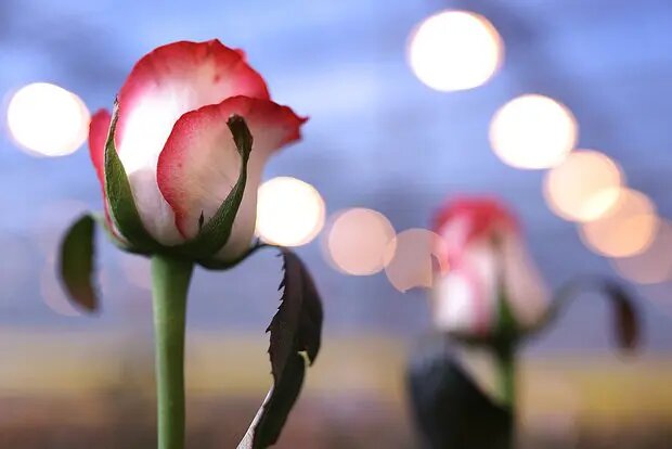    Источник: lenta.ru/ Алла Бородина