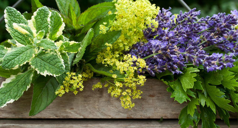 Целебные грядки на даче: что на них посадить и как их красиво оформить