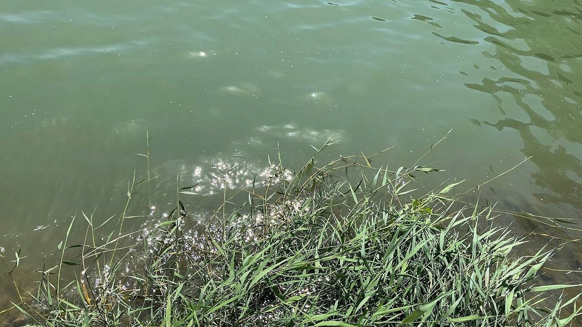    Фото: телеканал «Краснодар»