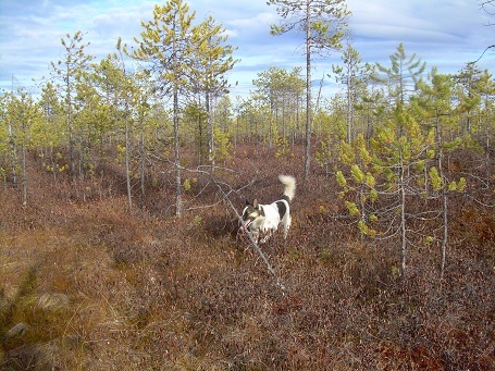 Фотографии Татьяны Немшановой разных лет. Болота Севера ХМАО Югра, лес северный таёжный. Заросли болотных растений. Сосенки болотные, берёзка карликовая, мхи. Лайка Крайнего Севера Западной Сибири ХМАО Югра Бим. Осень таёжная, таёжная жизнь.