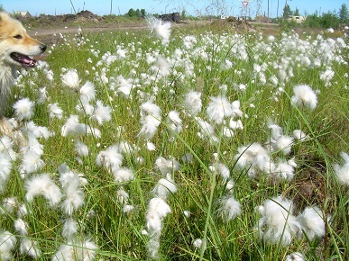 Фотографии Татьяны Немшановой разных лет. Весна на Крайнем Сеаере Западной Сибири ХМАО Югра, лес северный таёжный, весенний. Цветёт болото Западной Сибири ХМАО Югра. Пушица. Лайка Крайнего Севера Западной Сибири ХМАО Югра Дружок.