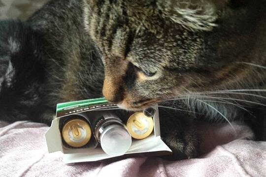 В России возник острый дефицит вакцин для собак и кошек