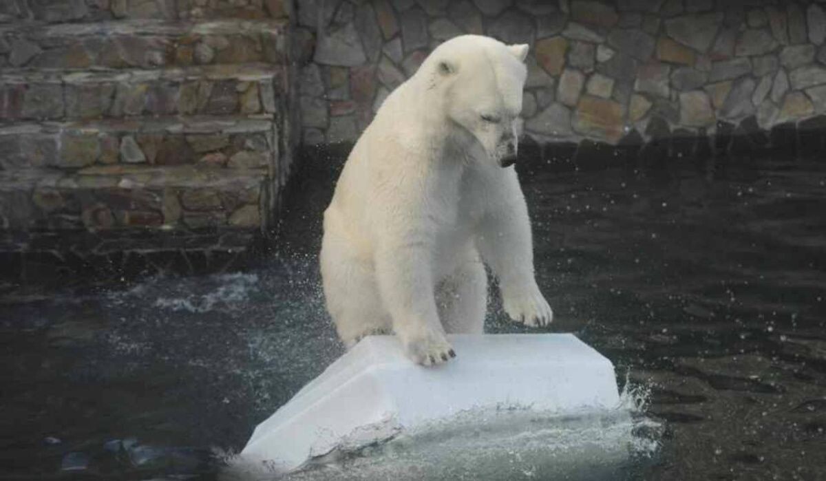     Медведь. Источник: spb.kp.ru Автор фото: Юлия Пыхалова