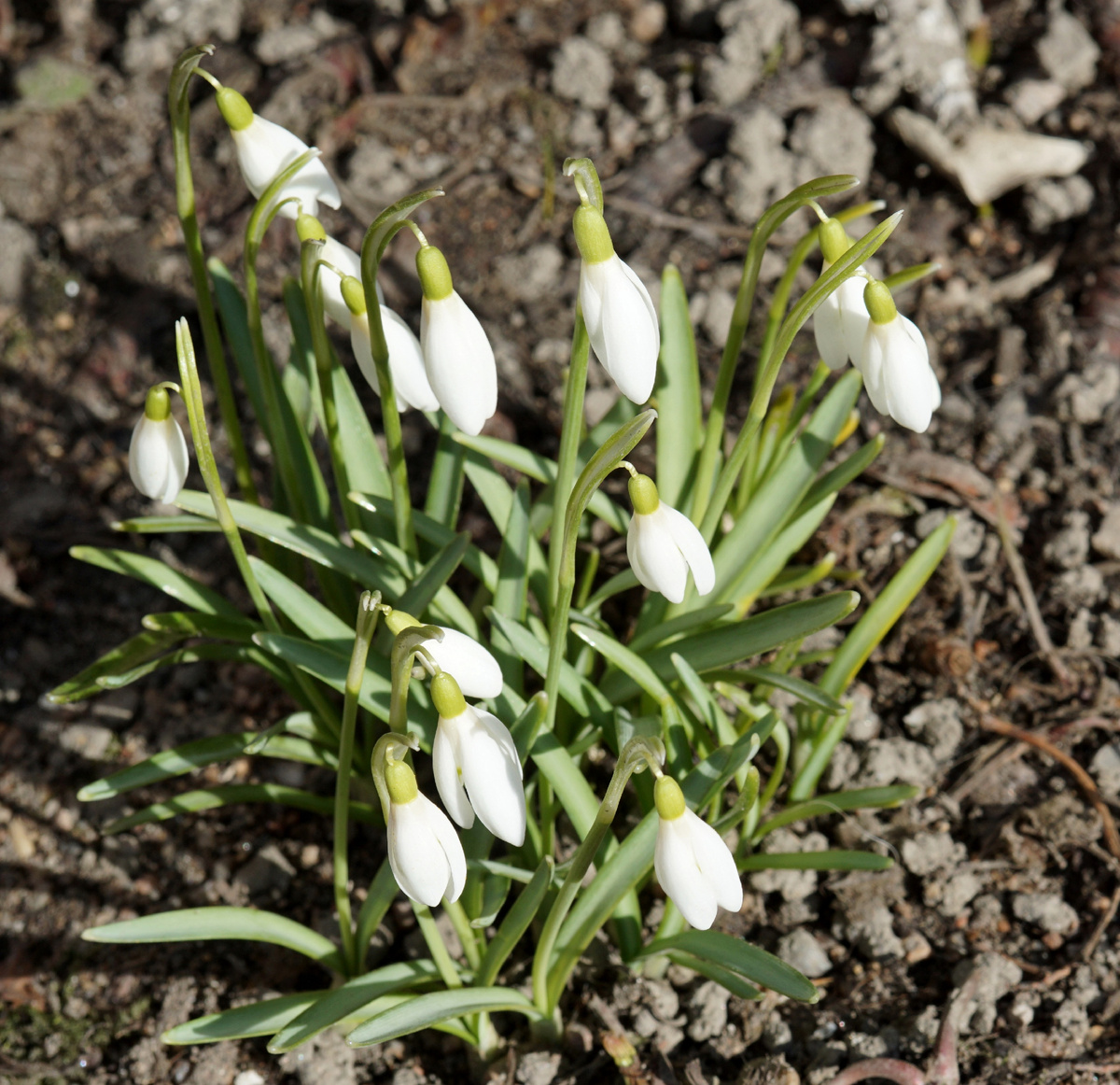 Первый букет