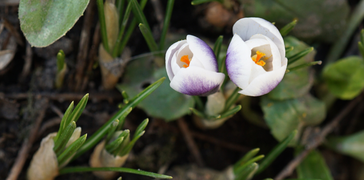 Весна и Надежда