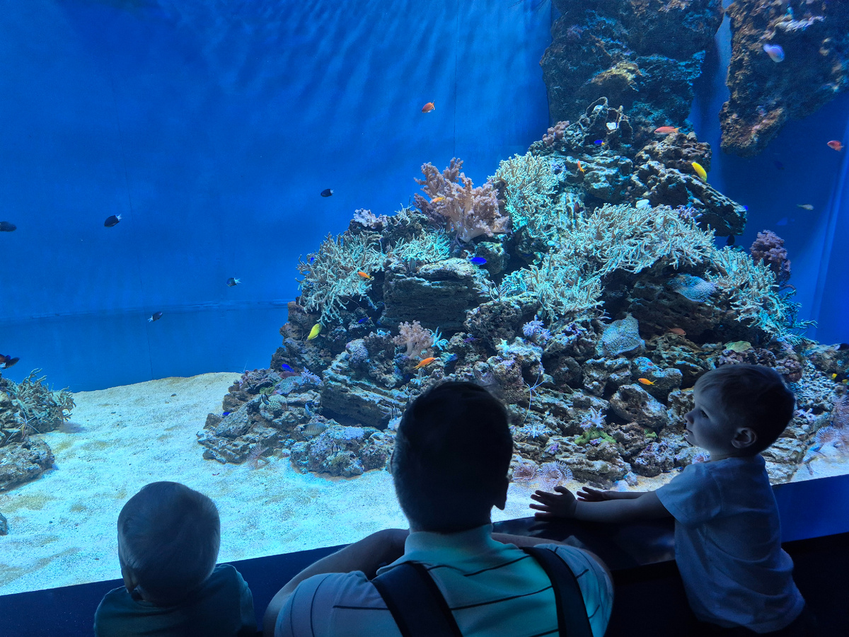 У аквариума