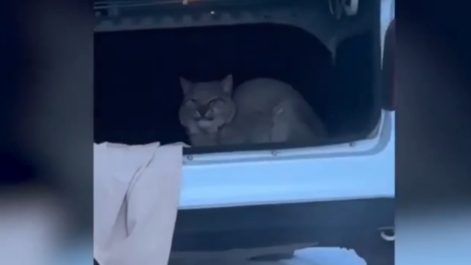    Официальный представитель МВД Ирина Волк рассказала, как полицейские в Югорске ловили рысь