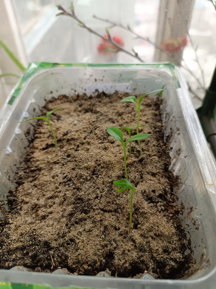 Перец Ласточка