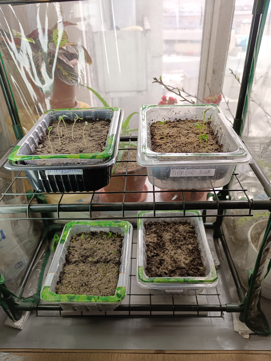 Только что взошедшие ростки