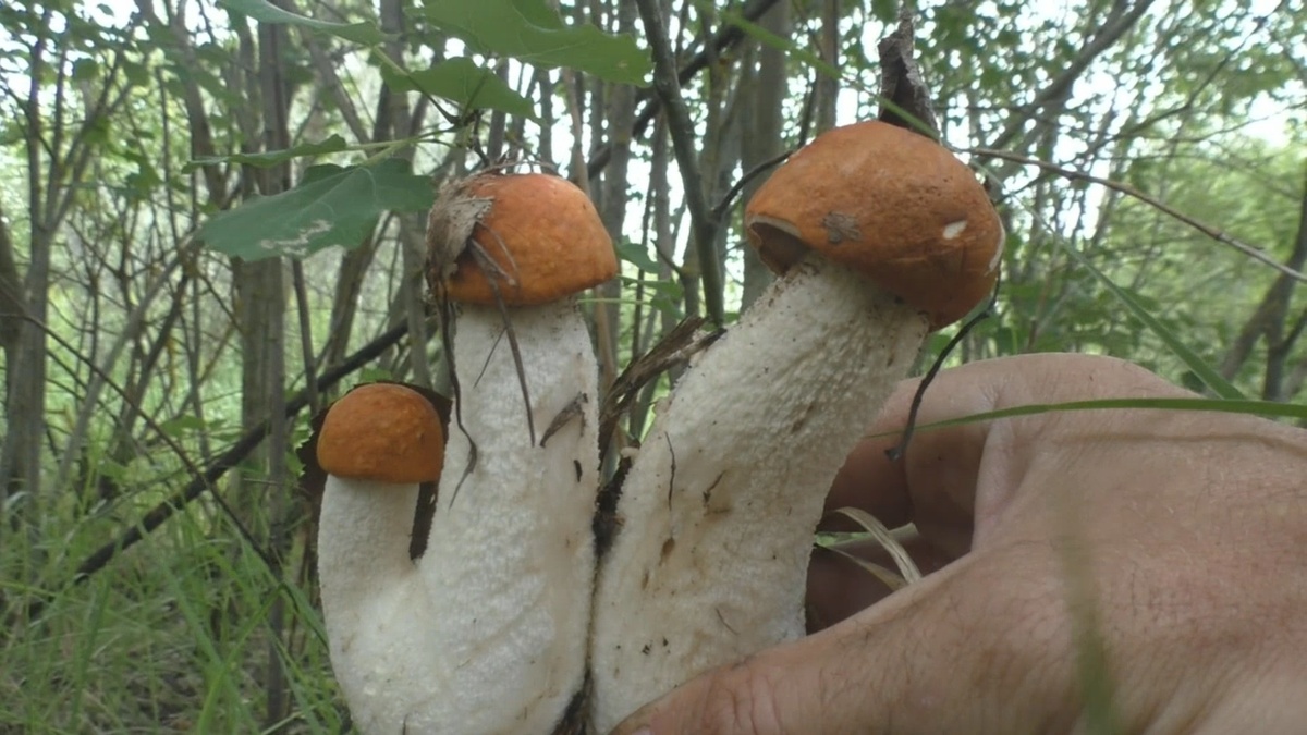 После дождей в лесу появились грибы