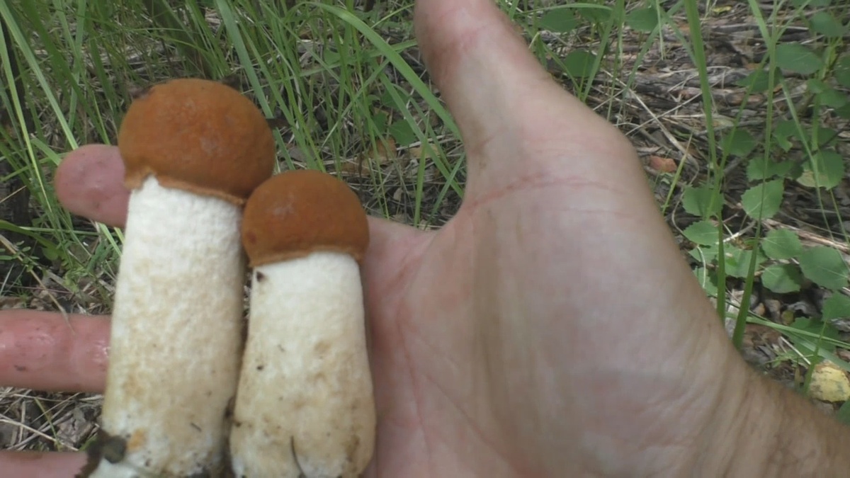 Подосиновики были толстоногими и чистыми