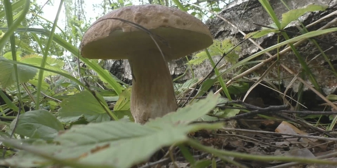 Как такое может быть? История первая: "Зачахнет ли гриб, если его не рвать, а оставить подрастать?"