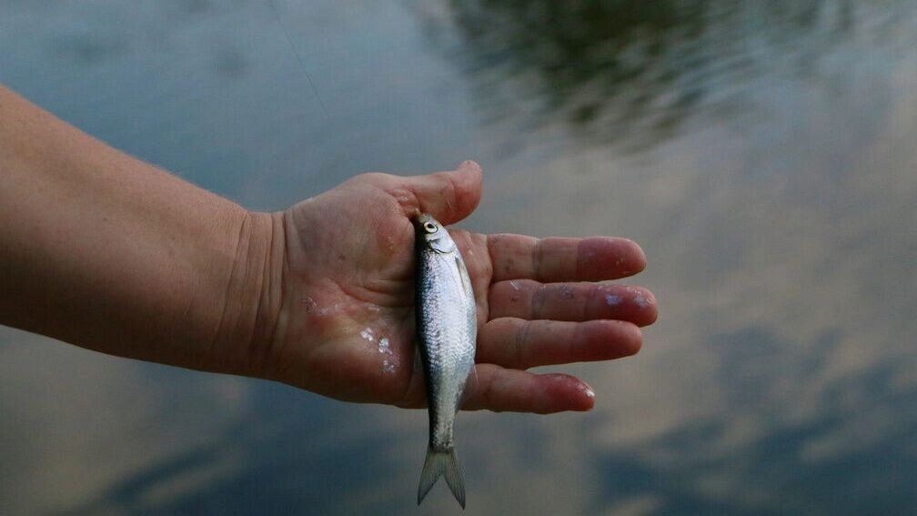    Задержан директор филиала института рыбного хозяйства   1MI