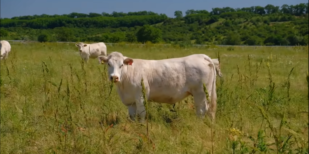 Россия: 3 главные причины почему в Новосибирской области постадал крупный рогатый скот