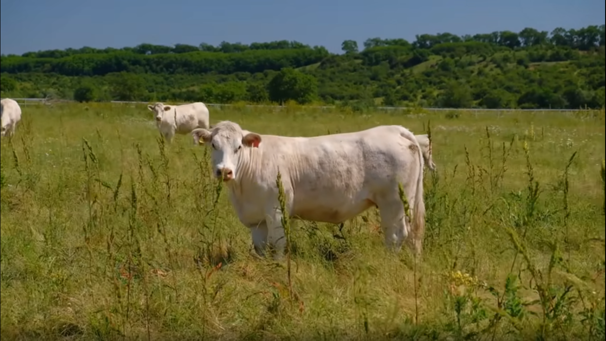 Россия: главные причины почему в Новосибирской области пострадал крупный рогатый скот. Фото из Яндекс картинки