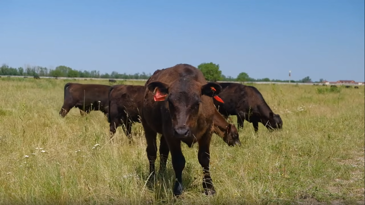 Россия: главные причины почему в Новосибирской области пустили под нож крупный рогатый скот. Фото из Яндекс картинки
