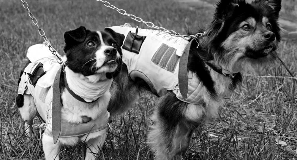 Белка, Стрелка и другие… Ветерок и Уголёк