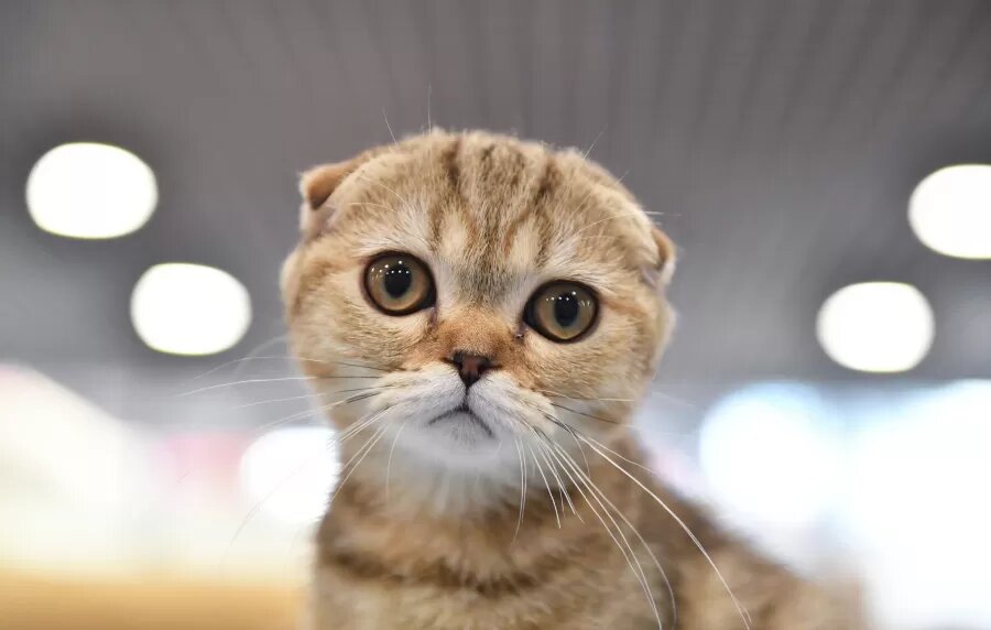    Наталия Селиверстова / РИА Новости