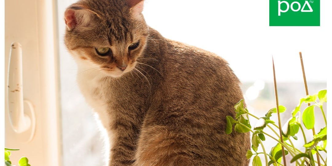 А то потом жалуются, что некуда высаживать уже