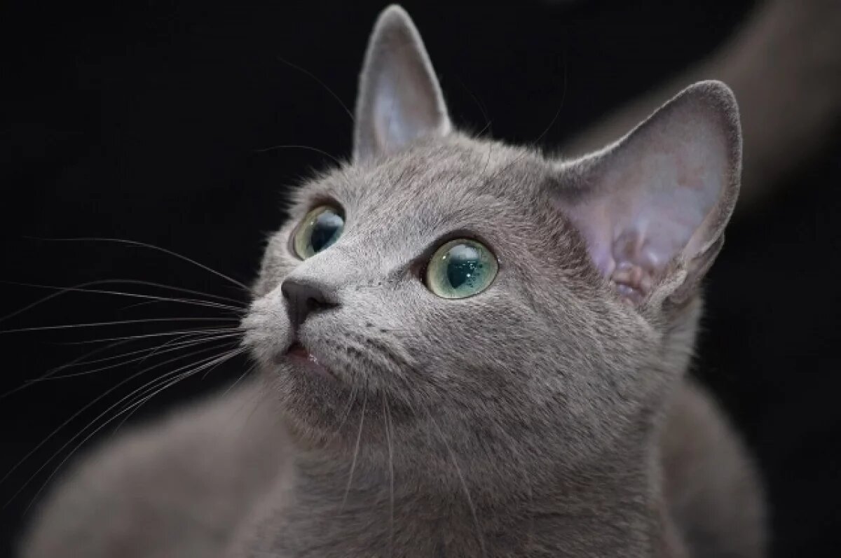    Оуэнс заявила, что мечтает о кошке из РФ, свободно владеющей русским языком