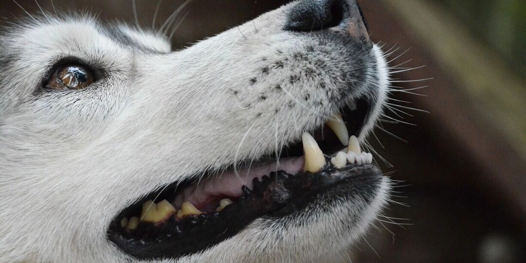 Приют в Перми, где нашли стаю истощенных собак, закрыли только на время