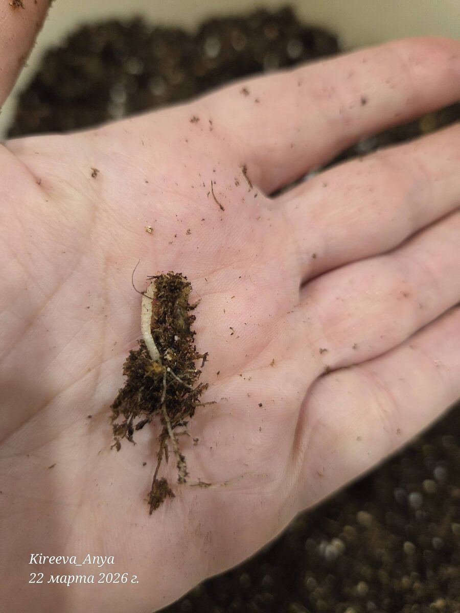 Не вылезший всход остеоспермума