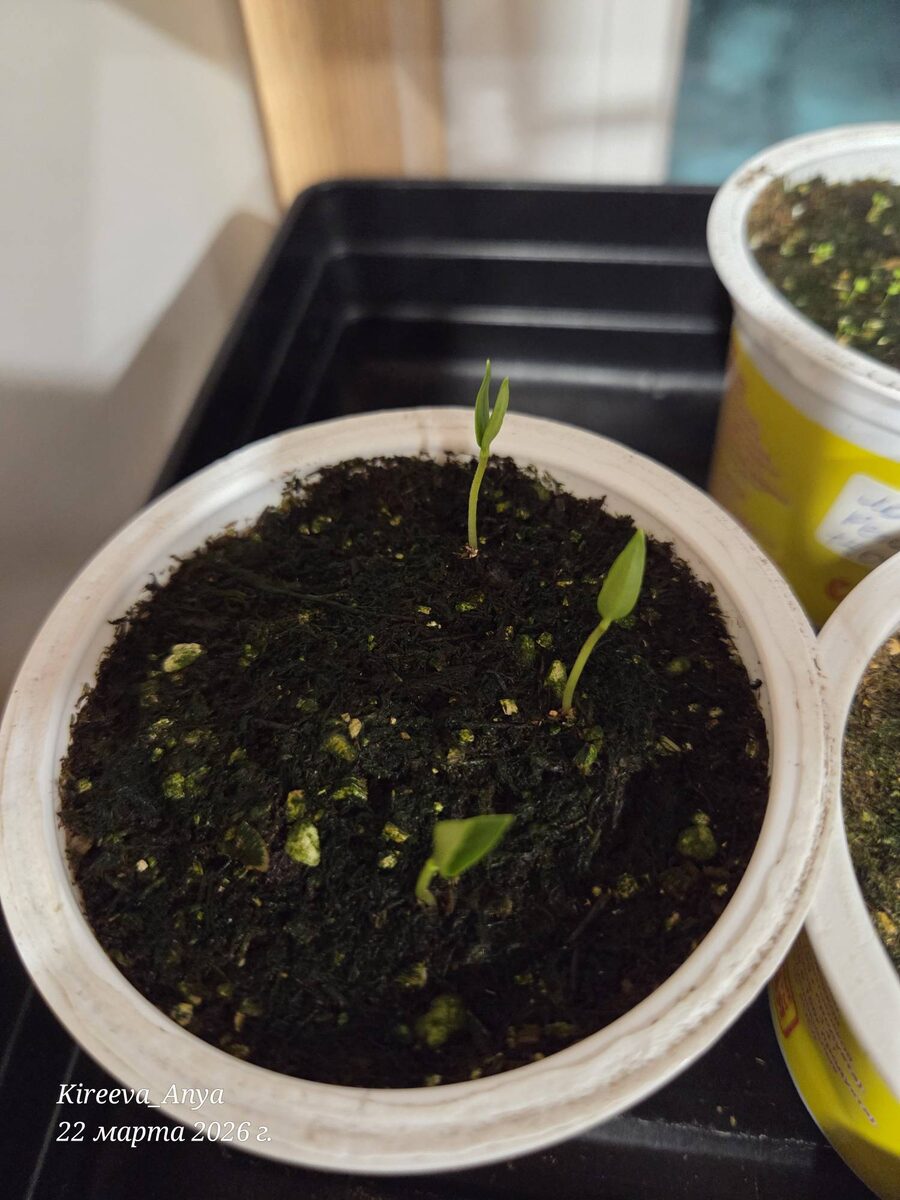 Перец Карась