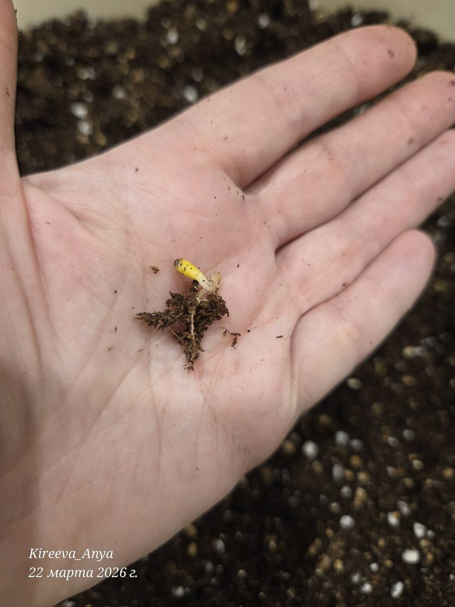 Еще один. Видно подгнивший край семядолек.