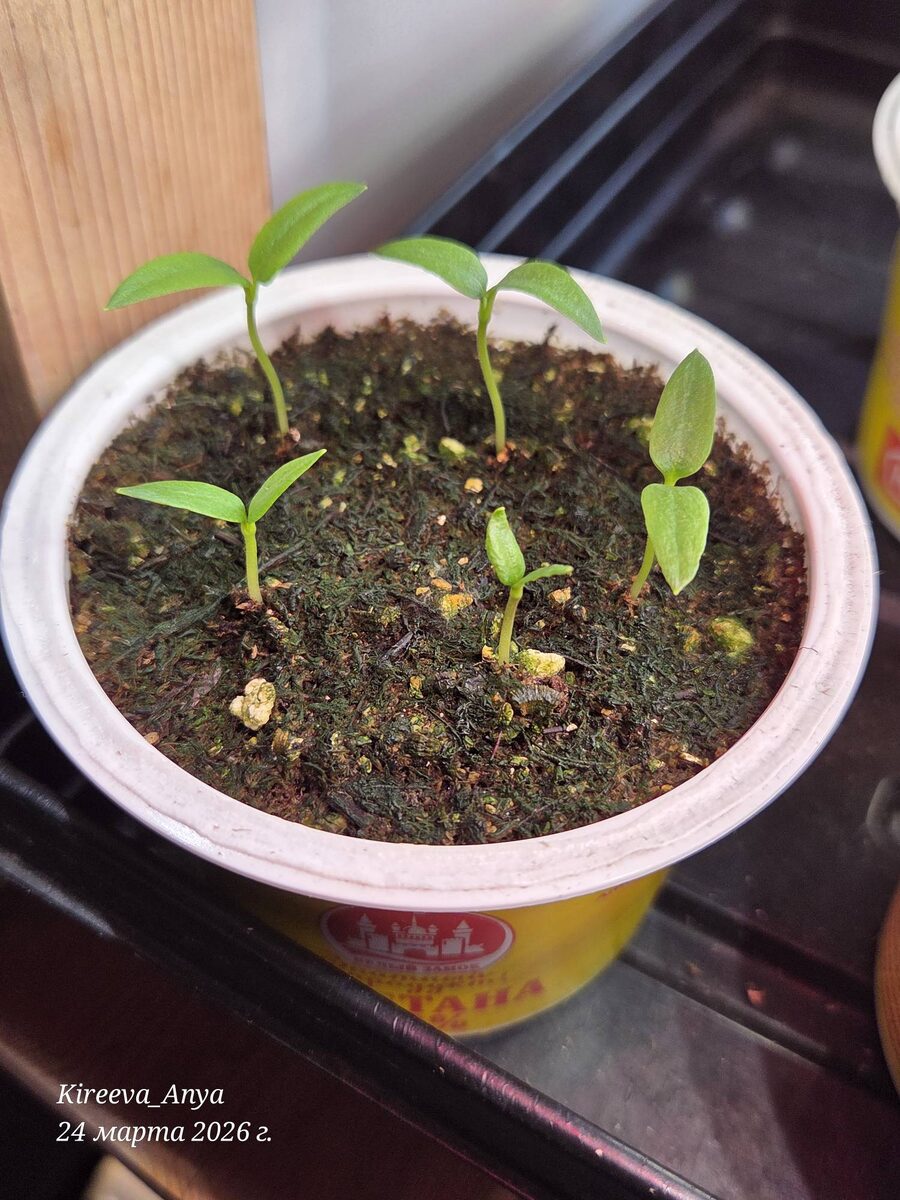 Сегодня уже все всходы