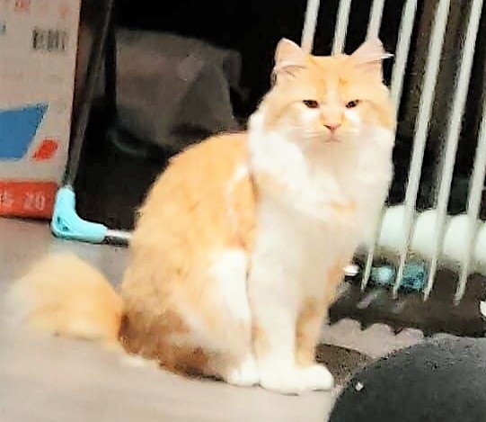 Фокс отправился телегой ко мне вчера, прибыл сегодня. Благодарю за фото Наталью СЕРГЕЕВУ)