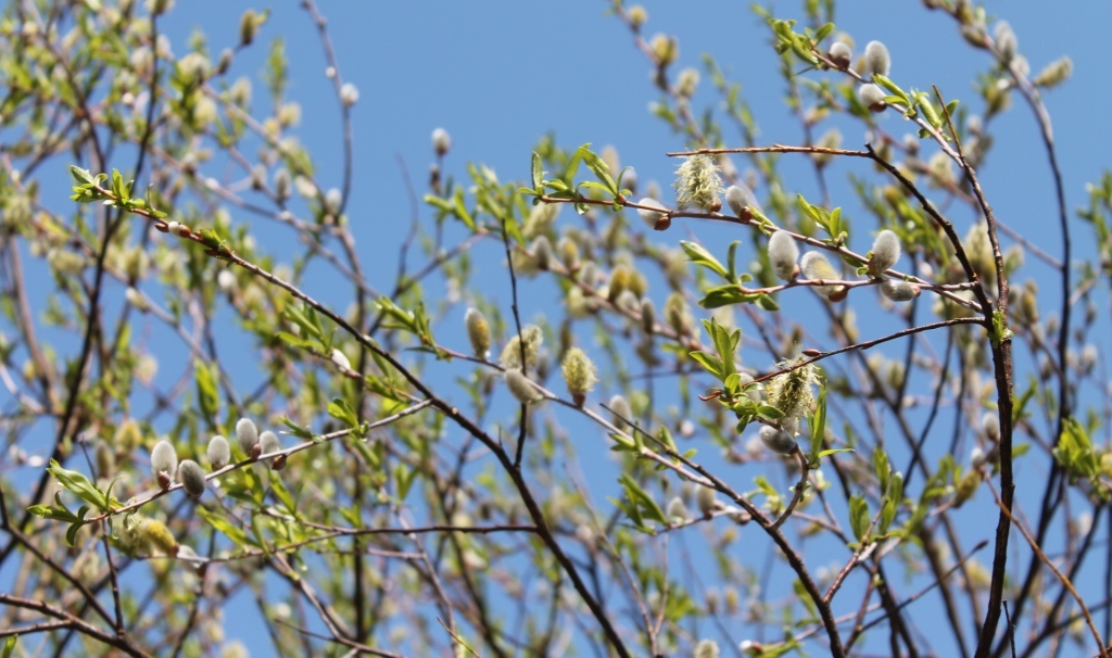  Цветущая верба