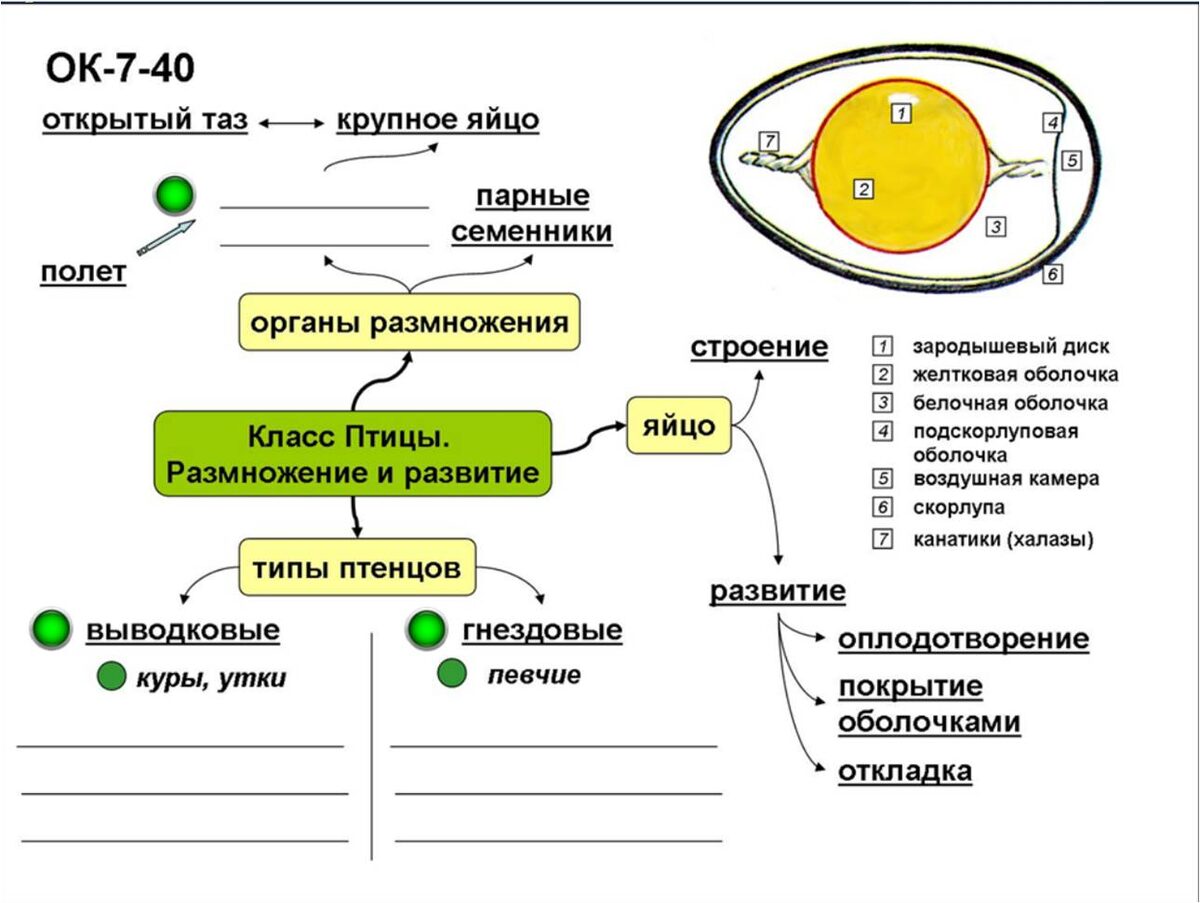 Заготовка опорного конспекта для этого урока