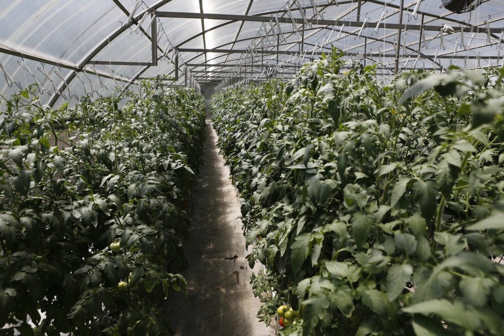    Фото: Пресс-служба администрации Краснодарского края