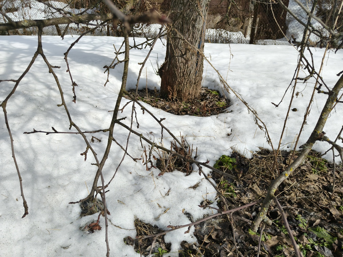 Фото автора. Приствольные круги оттаивают