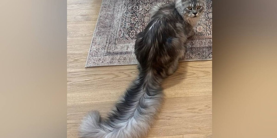 Зачем кошке хвост? Функции и эволюция кошачьего хвоста