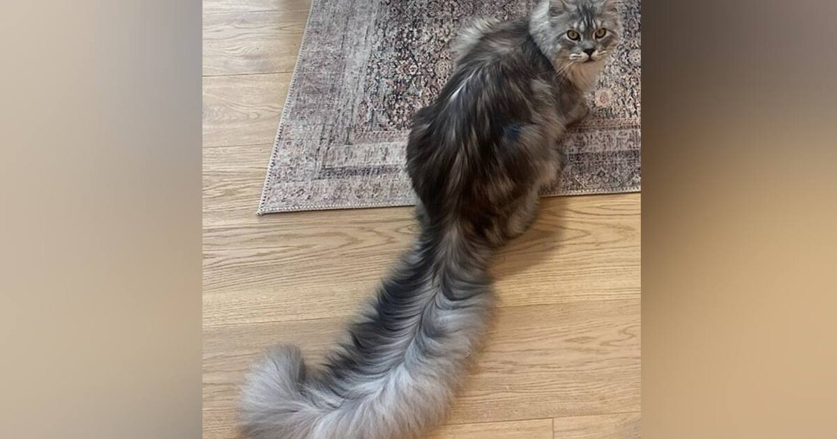 Зачем кошке хвост Функции и эволюция кошачьего хвоста