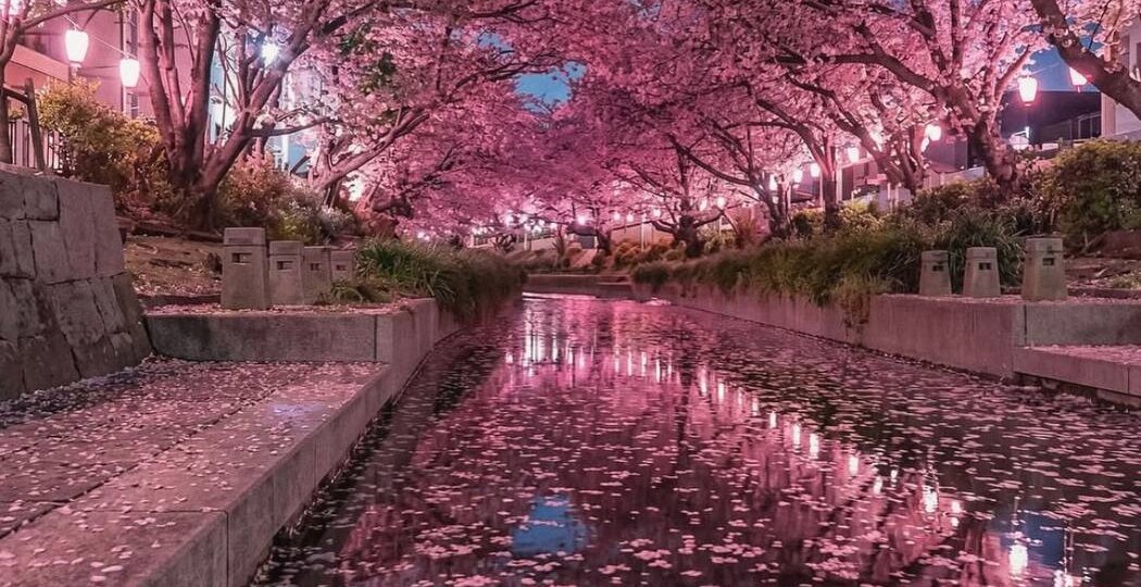🇯🇵 Япония во время цветения сакуры выглядит просто потрясающе