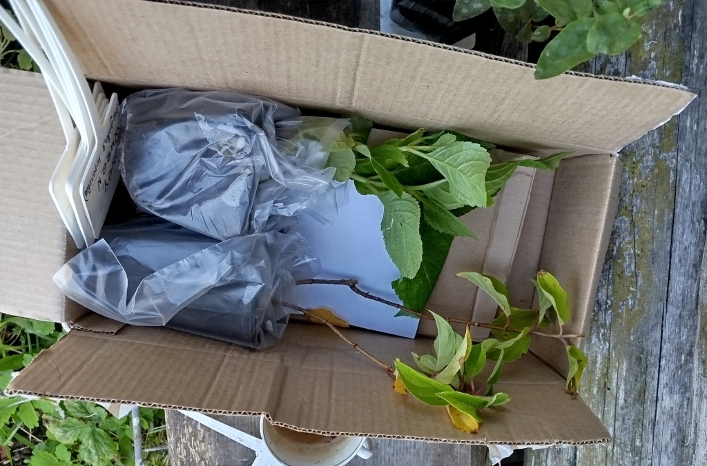  С этими саженцами повезло...