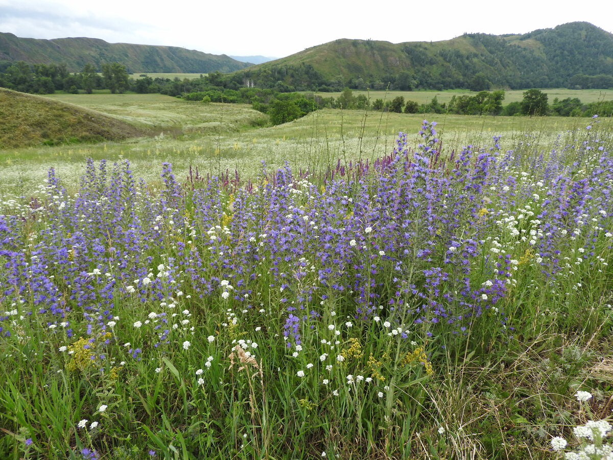     Иремдең улы менән минең ҡыҙым өйләнешергә теләй